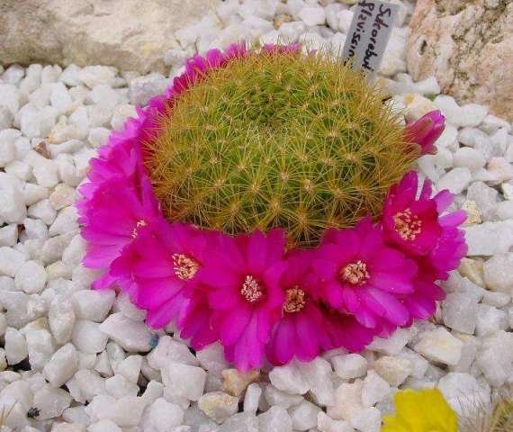 Sulcorebutia_flavissima